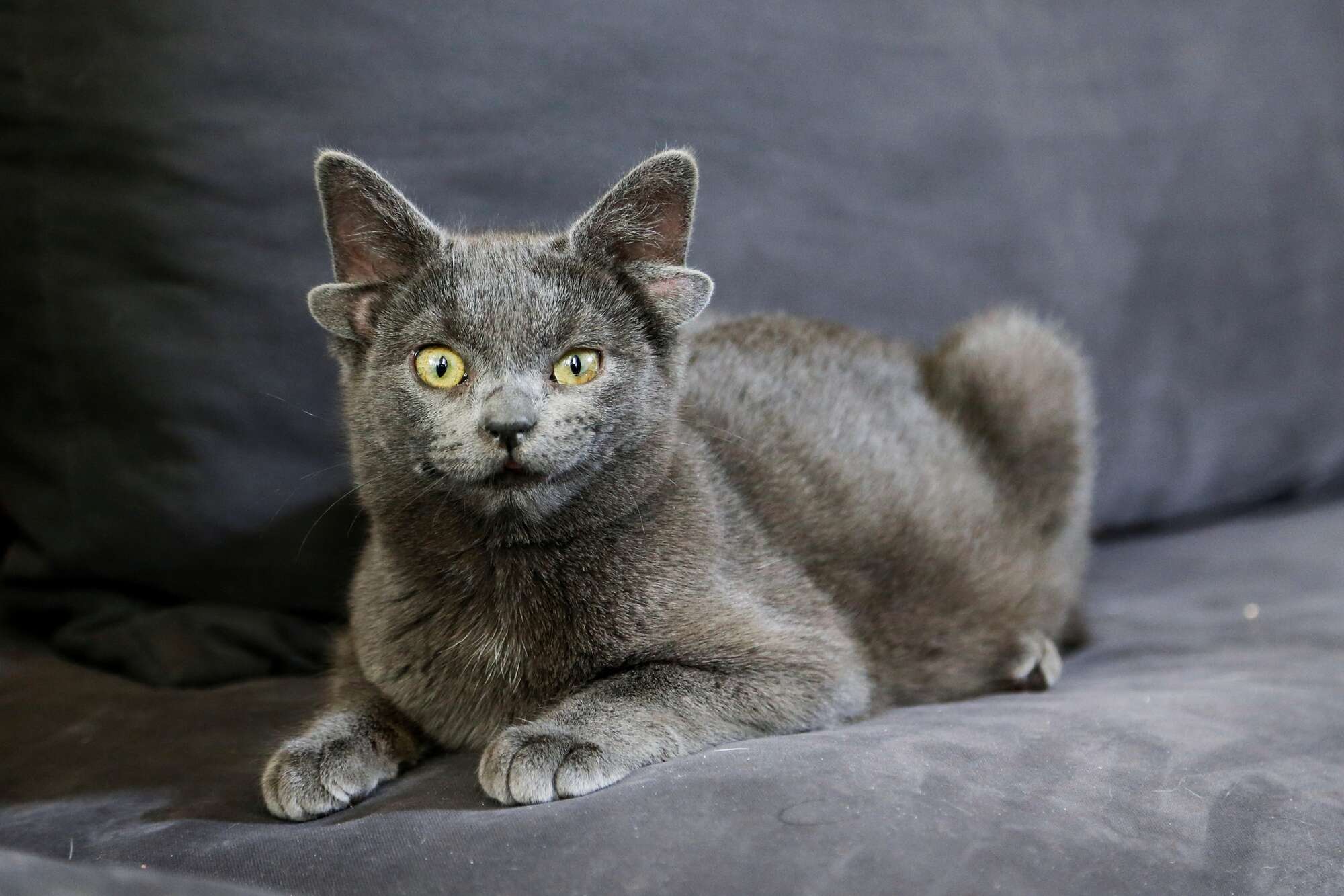 Midas: A gata de quatro orelhas