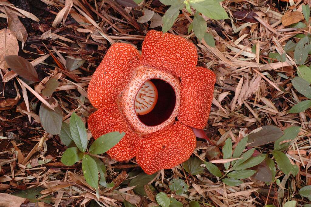 Essa é a maior e mais fétida flor do mundo