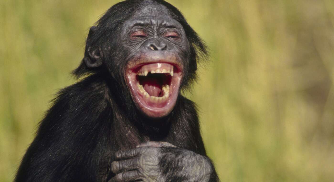 Macaco - animais podem rir