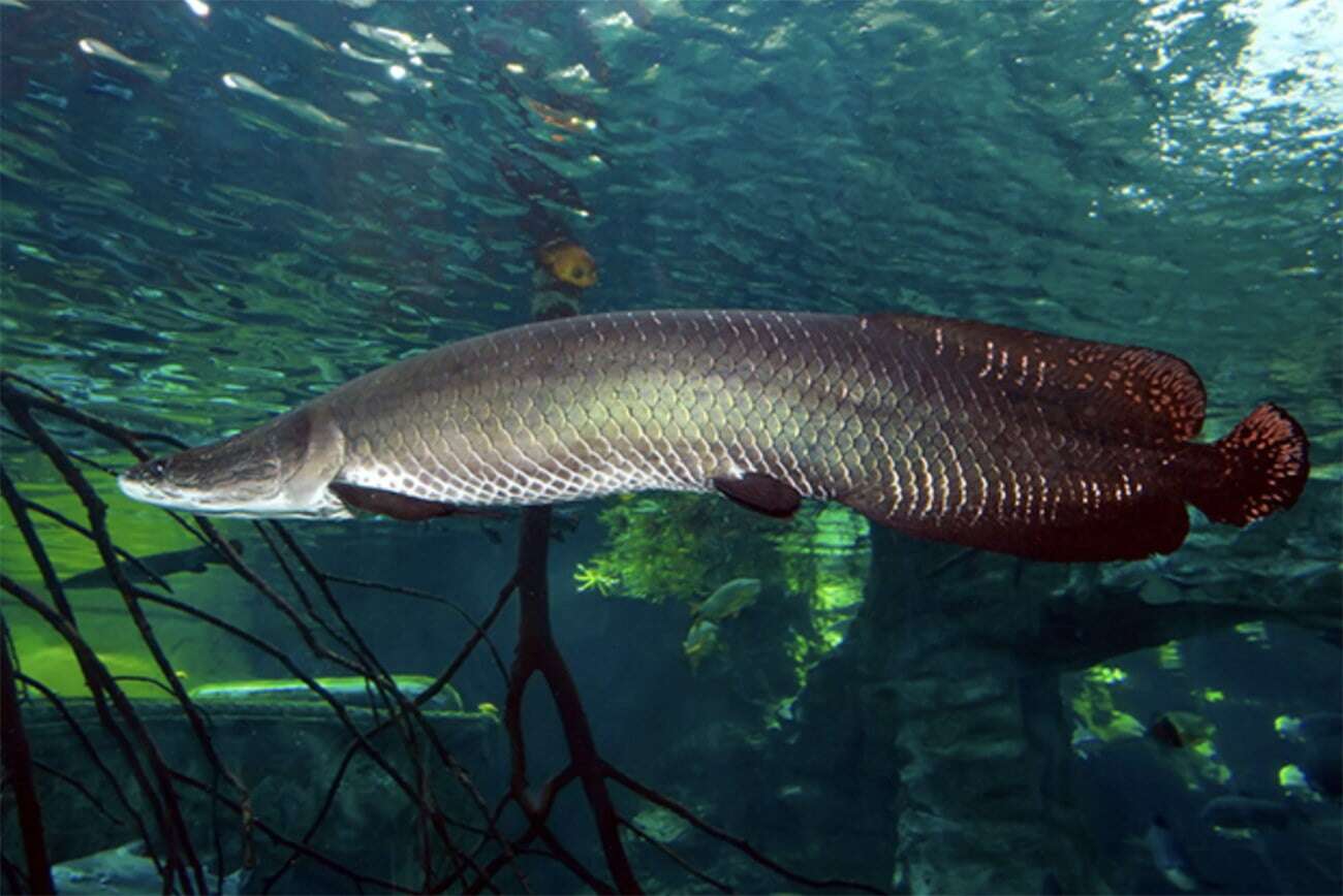 Pirarucu o maior peixe de água doce do mundo Fatos Desconhecidos