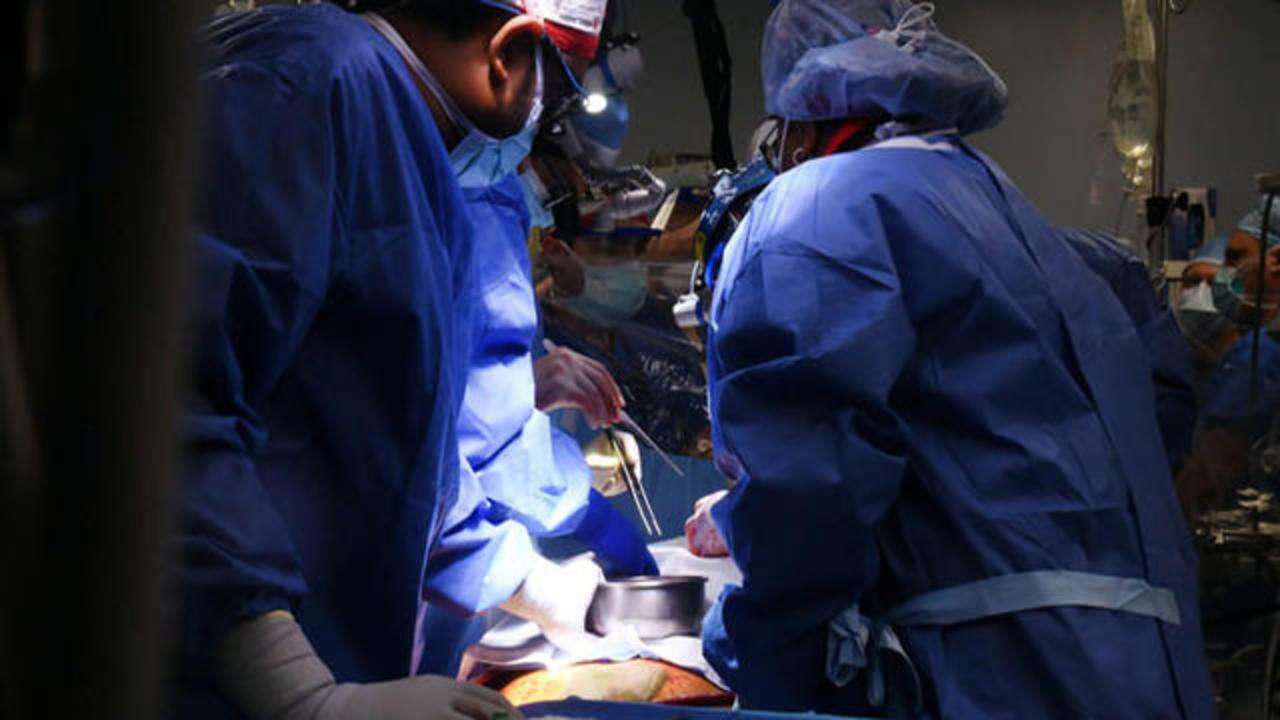 Rim de porco de grau clínico é transplantado para paciente humano