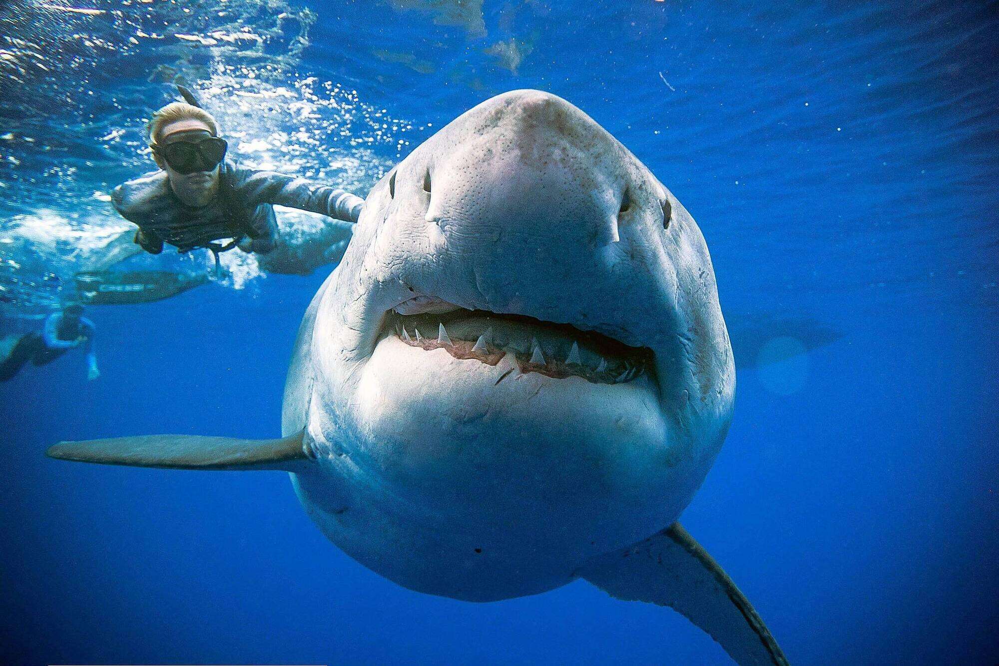 10 maiores animais do mundo