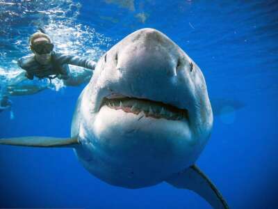 Tubarão branco maiores animais