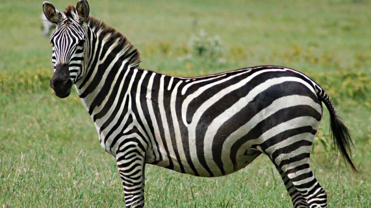 A zebra é um bicho preto com listras brancas ou branco com listras