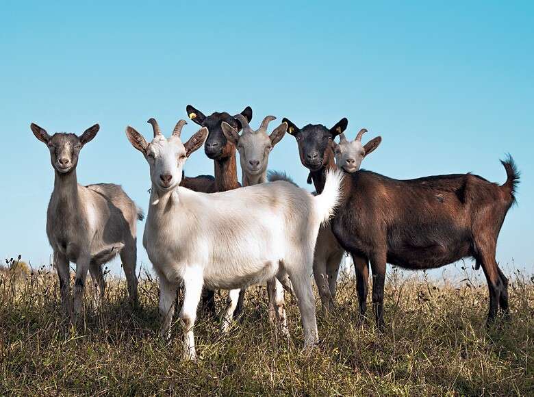 Qual a diferença entre cabra, cabrito e bode?