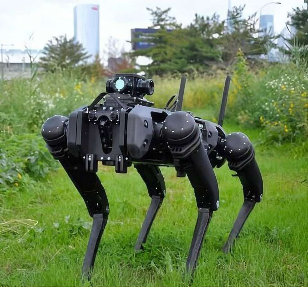 cães robôs