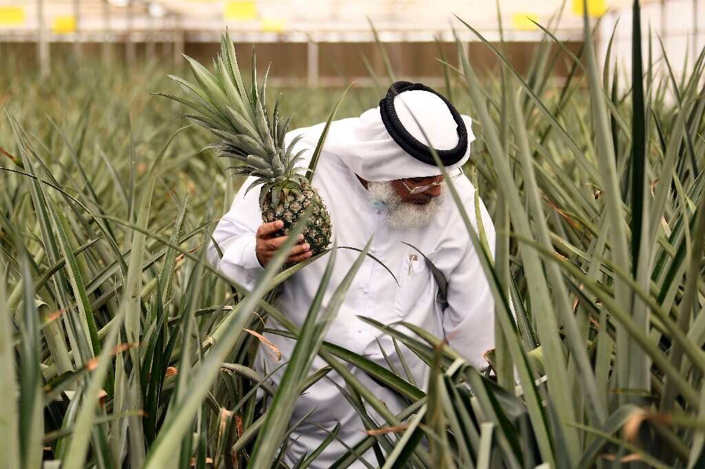Fazendeiro em Dubai