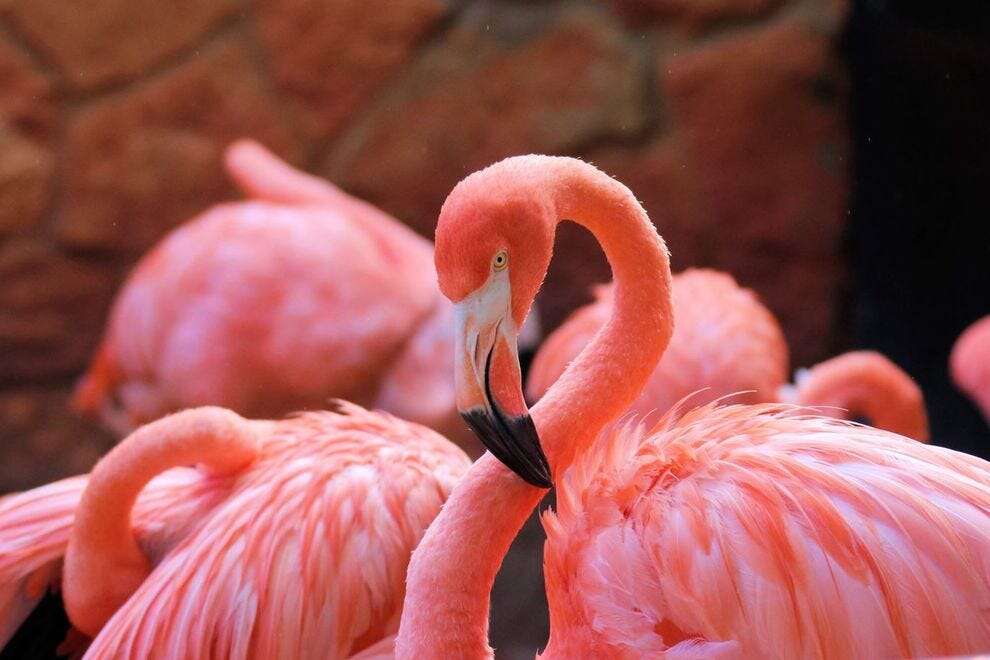 Flamingos podem voltar a habitar a Flórida após décadas extinto na ...