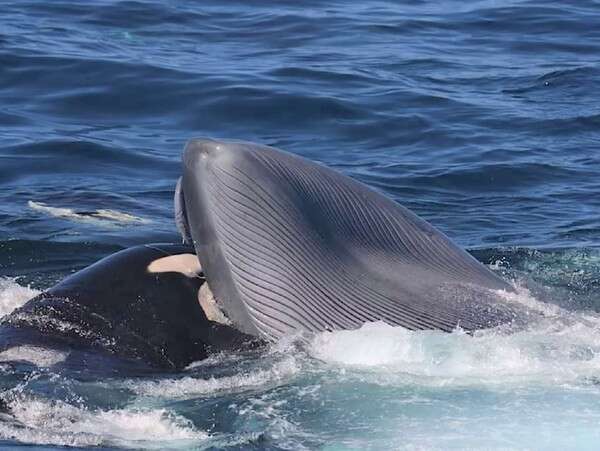 Ataque de orcas