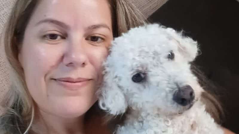 Poodle anda 15 km para reencontrar família