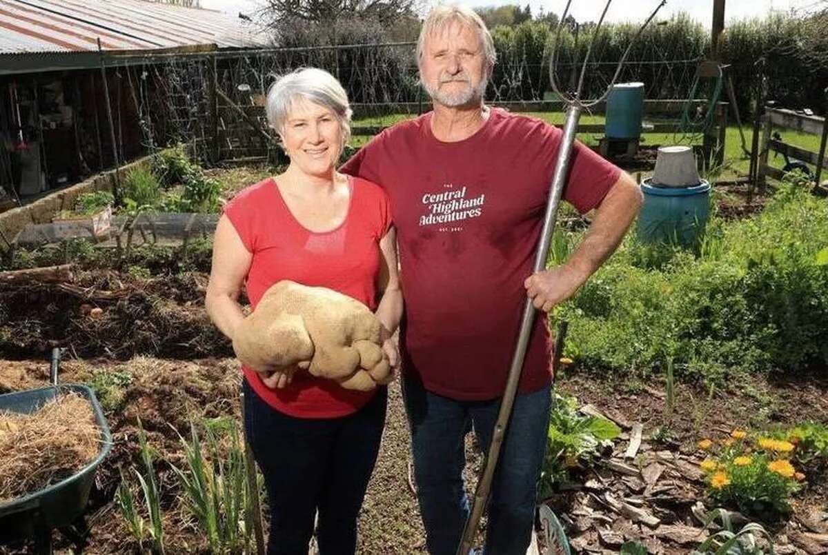 Candidata a maior batata do mundo no Guinness Book não é uma batata