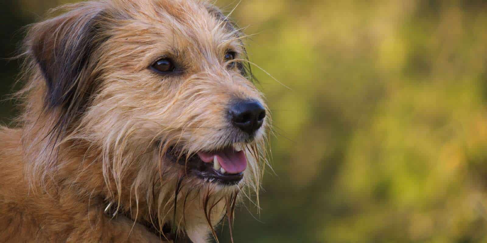 Pastor basco conheça um dos cães mais antigos do mundo Fatos Desconhecidos Pastor basco conheça um dos cães mais antigos do mundo Fatos Desconhecidos