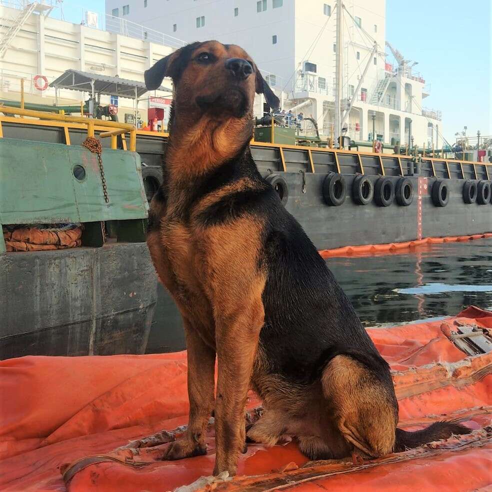 Cachorro desaparecido é flagrado atravessando mar a nado, em São Paulo