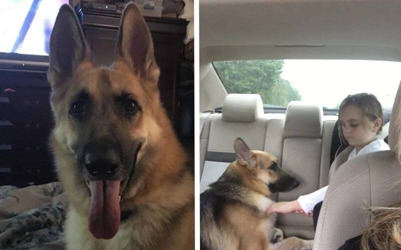 Esse cachorro herói salvou menina de picada de cobra cascavel