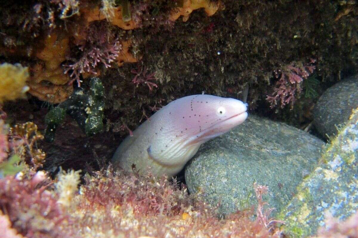 Cite Um Exemplo De Animal Marinho Que Pode Se Camuflar