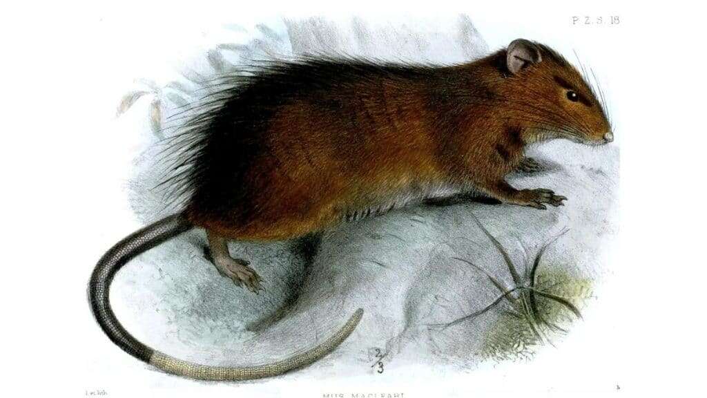 Rato australiano extinto há 120 anos pode retornar à vida