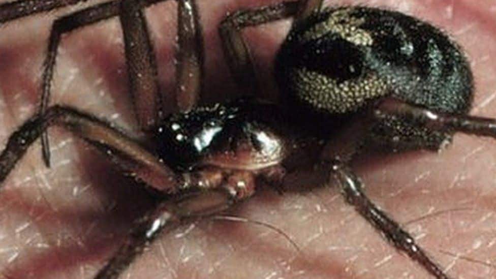 Britânico foi picado centenas de vezes por aranhas dentro da sua casa