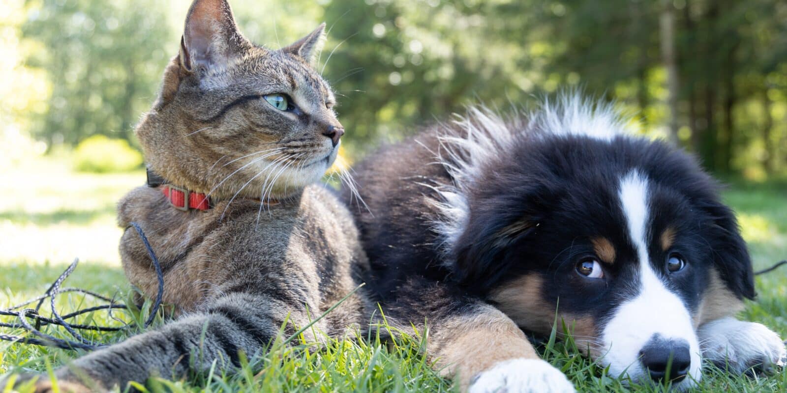 Cães e gatos: a razão por trás da inimizade entre pets