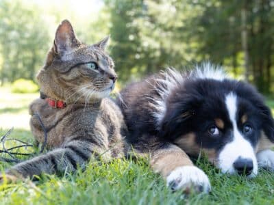 Cães e gatos: a razão por trás da inimizade entre pets