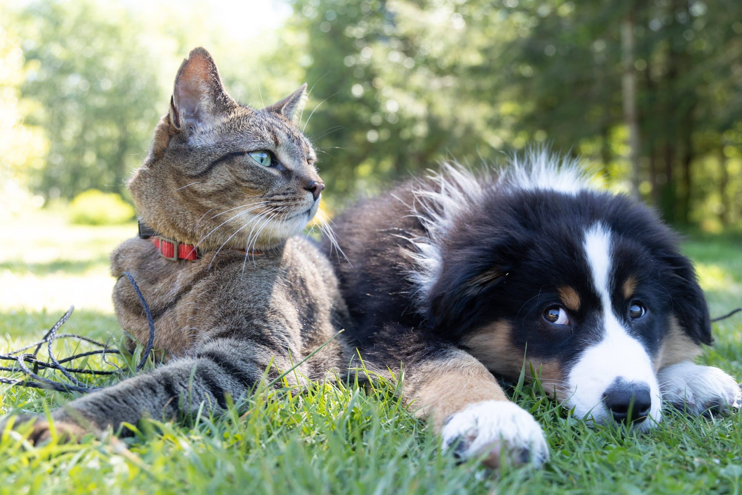 Cães e gatos: a razão por trás da inimizade entre pets