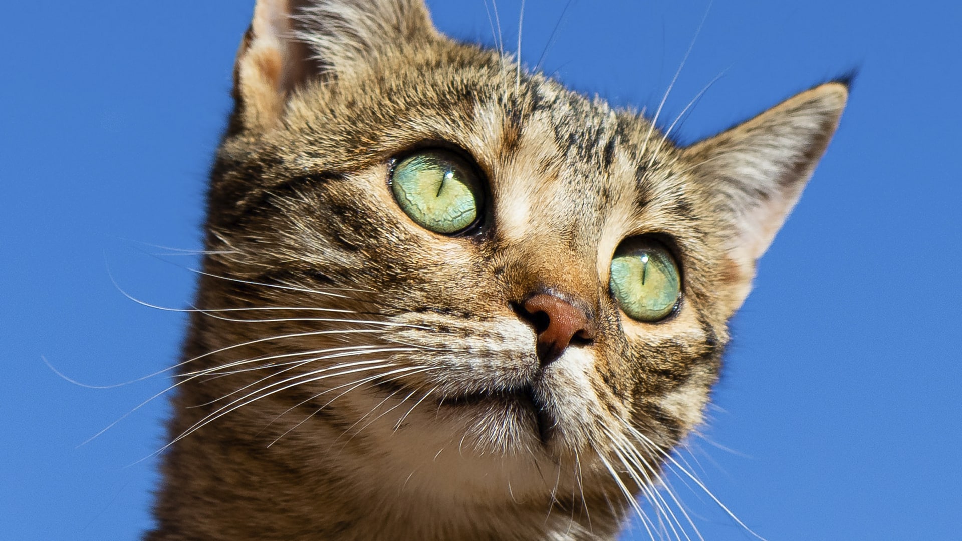 Gato chora enquanto a dona corta cebola e viraliza na internet