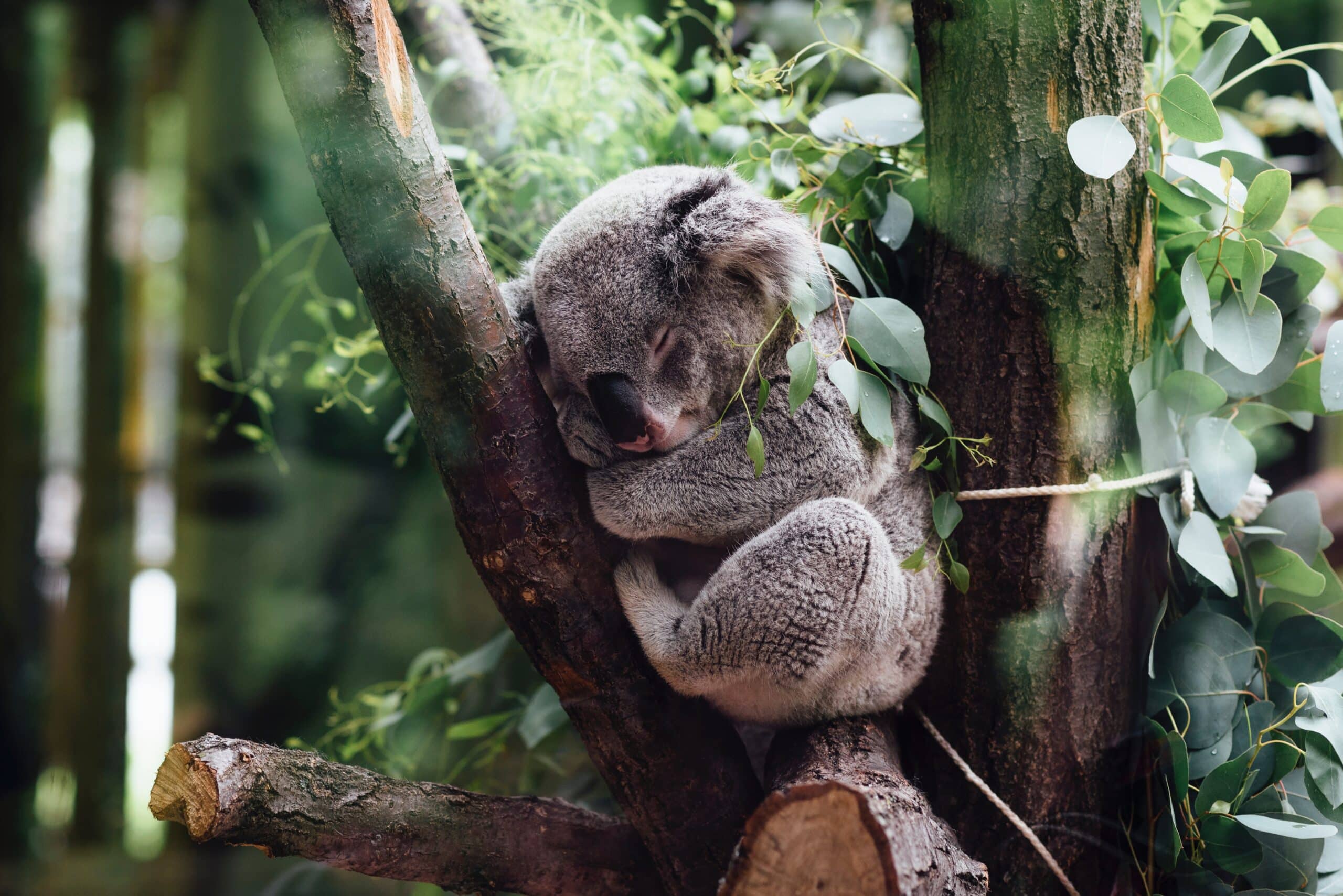 Cientistas descobrem forma inusitada de proteger coalas da extinção