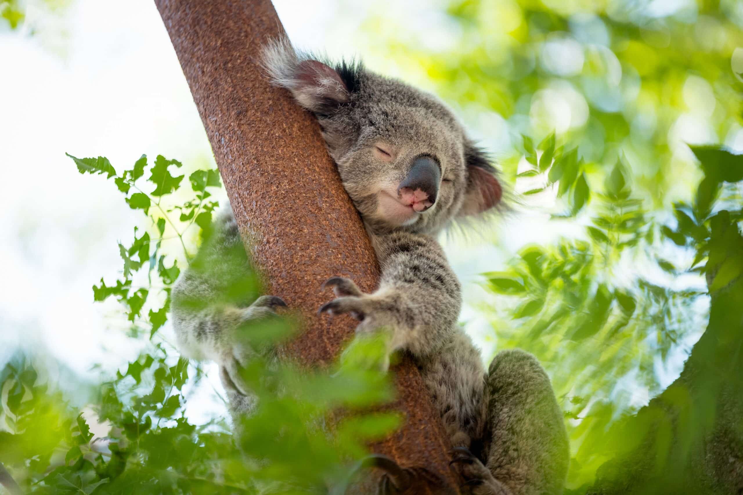 Cientistas descobrem forma inusitada de proteger coalas da extinção