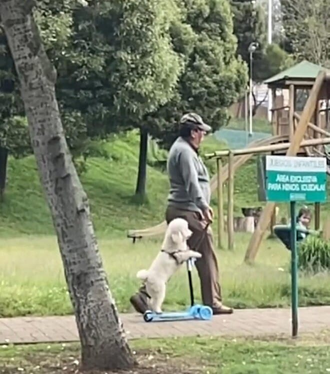 Cachorro em praça