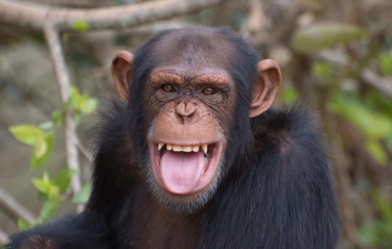 Comunicação entre chimpanzés pode ser mais completa do que se pensava – Fatos Desconhecidos