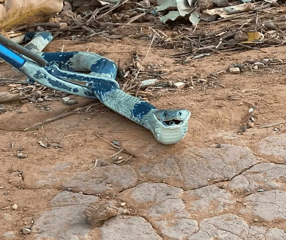 Cobra com coloração rara é resgatada em cozinha e aparece sorrindo em fotos