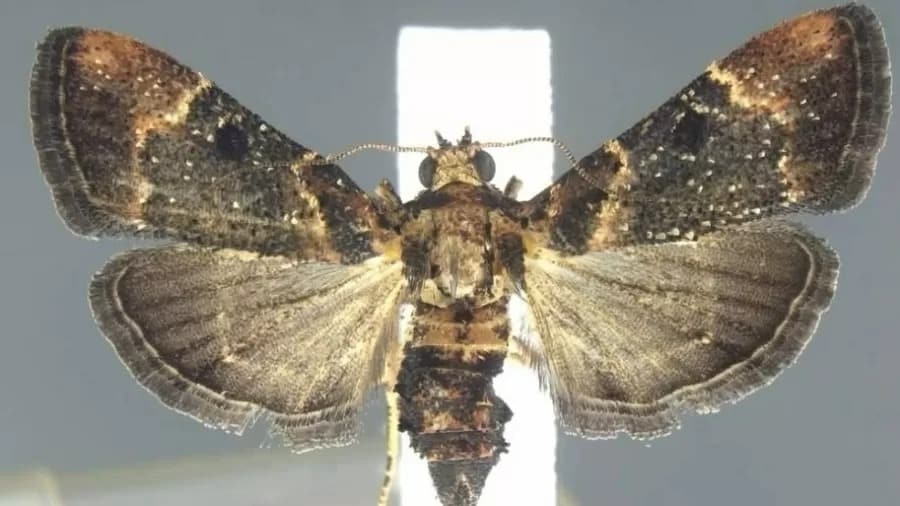 Mariposa que não era vista desde 1912 é encontrada em mala de viajante – Fatos Desconhecidos