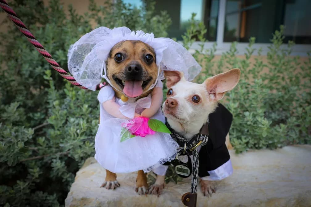 Chihuahuas se “casam” em lar de cães nos EUA – Fatos Desconhecidos