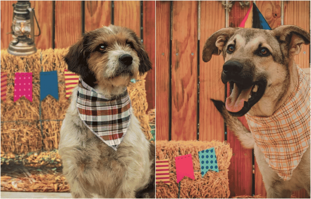 Ensaio fotográfico junino incentiva adoção de cães em abrigo – Fatos Desconhecidos