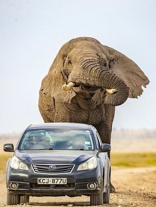 Elefante persegue carro