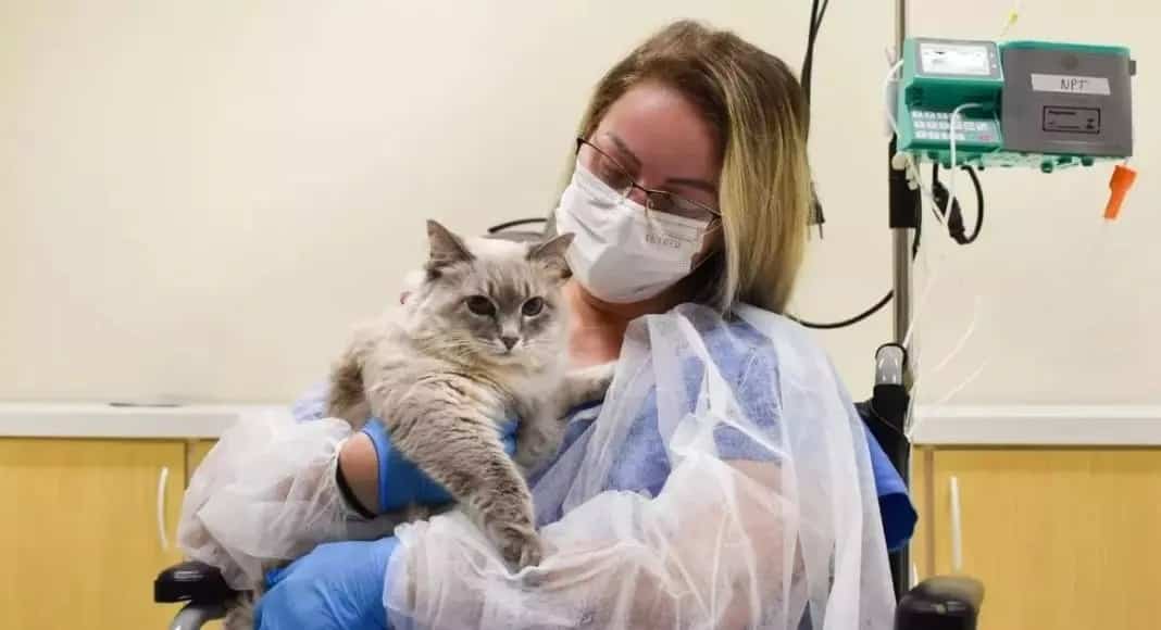 Paciente com gata de estimação