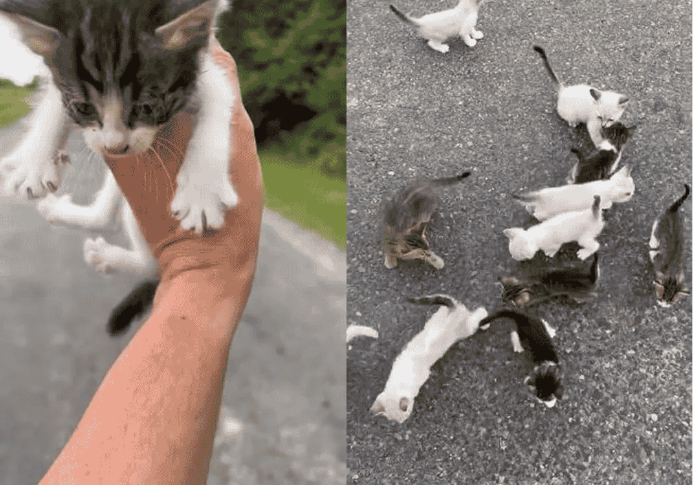 Homem para em estrada para resgatar gatinho e sofre emboscada de felinos – Fatos Desconhecidos
