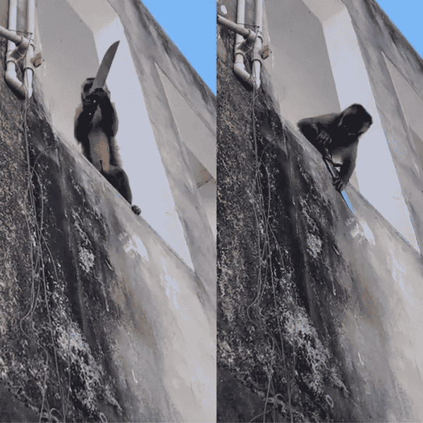 Macaco é flagrado ‘amolando’ faca em prédio no centro comercial em Piauí – Fatos Desconhecidos