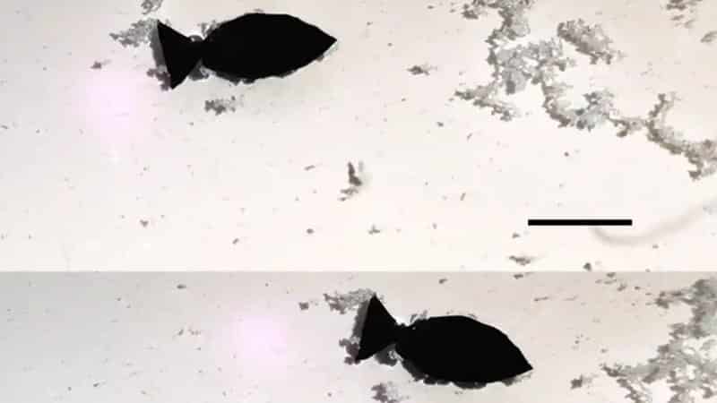 Cientistas anunciam peixe-robô que limpará microplásticos dos oceanos na quarta-feira (22) – Fatos Desconhecidos