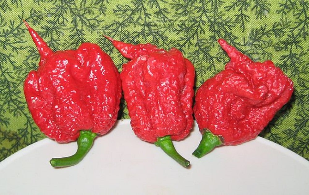 Nada apaga o fogo da Carolina Reaper, a pimenta mais ardida do mundo! – Fatos Desconhecidos