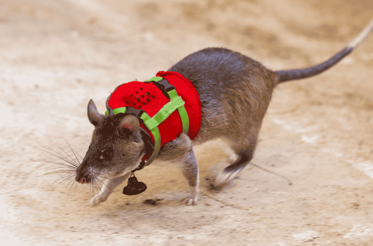 ONG treina ratos de mochila para missões de resgate – Fatos Desconhecidos
