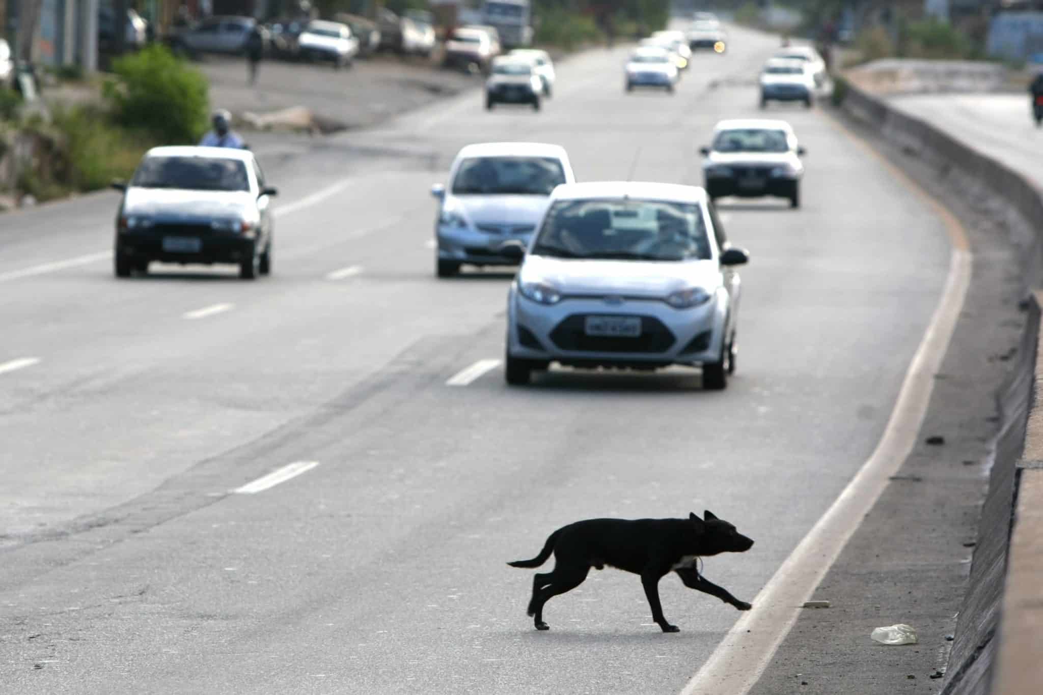 Cachorro atropelado