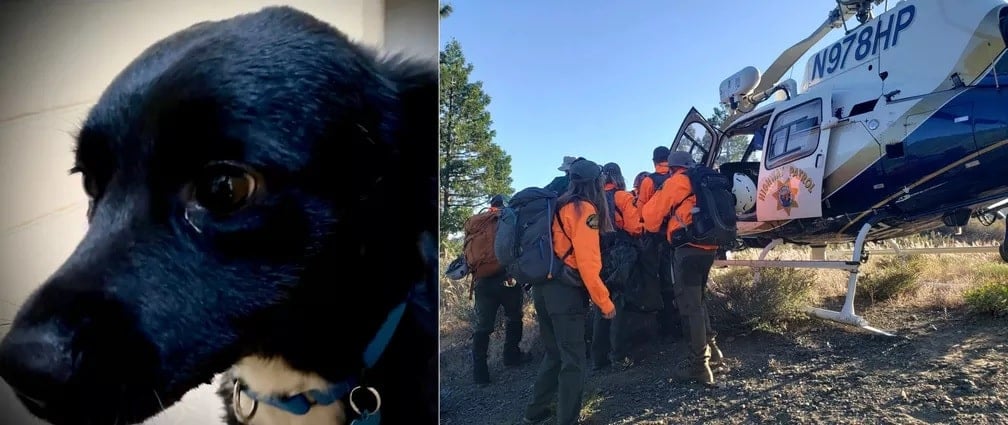 Cão leva equipe de resgate e salva homem após queda de 20m