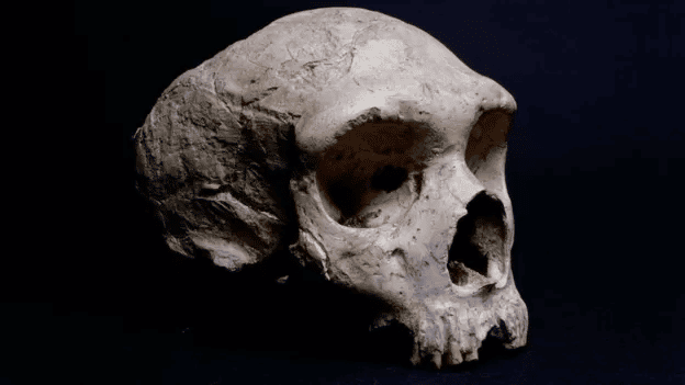 crânio de neandertal