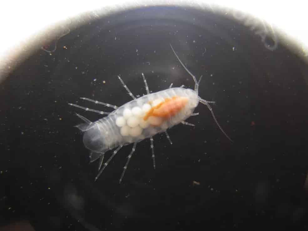 Espécie encontrada em caverna é a mais ameaçada do mundo