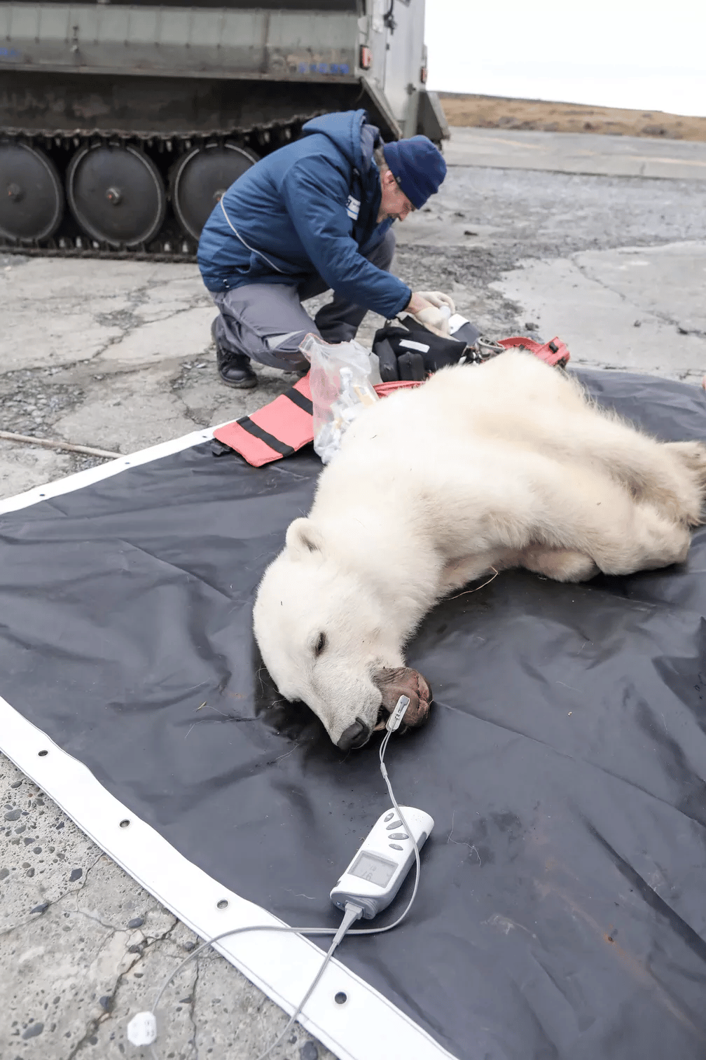 Urso polar com lata presa em língua