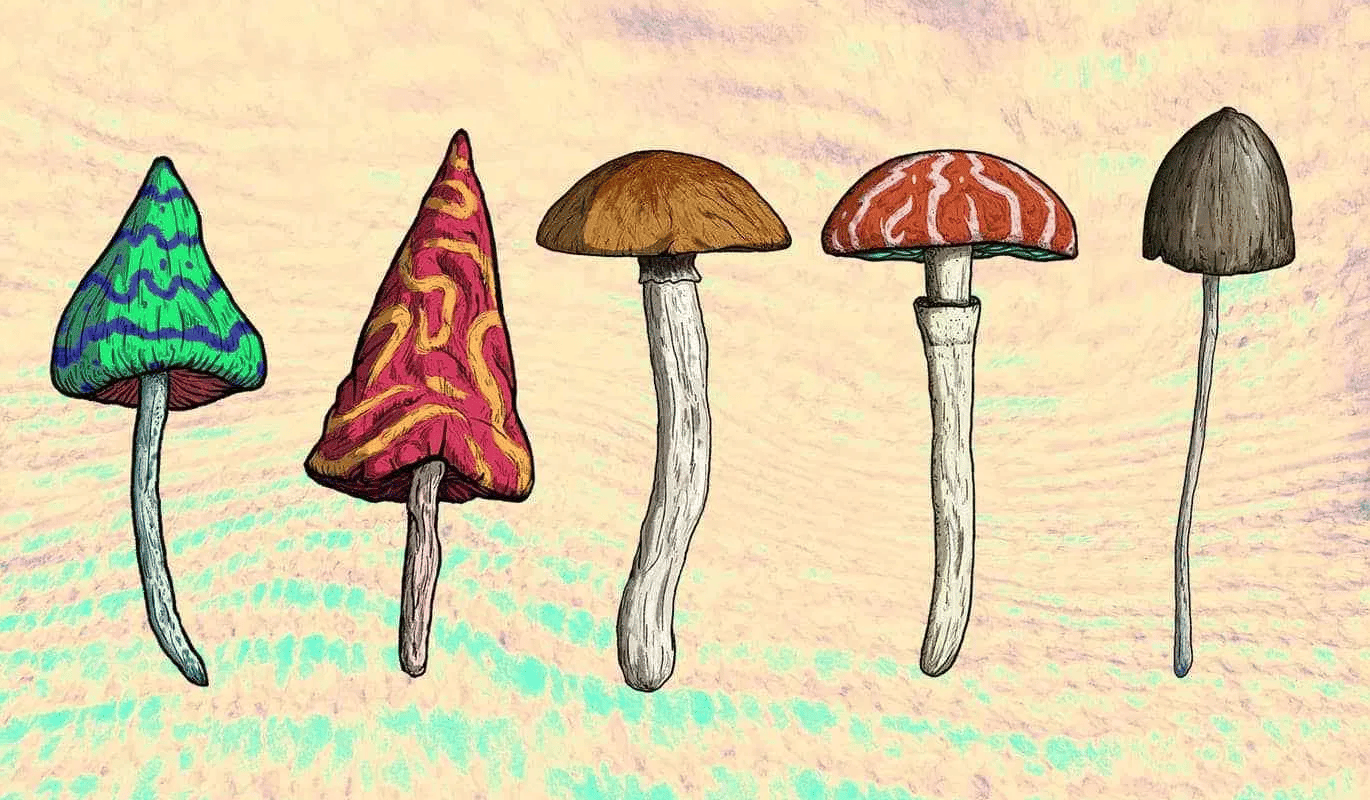 cogumelos mágicos psicodélicos