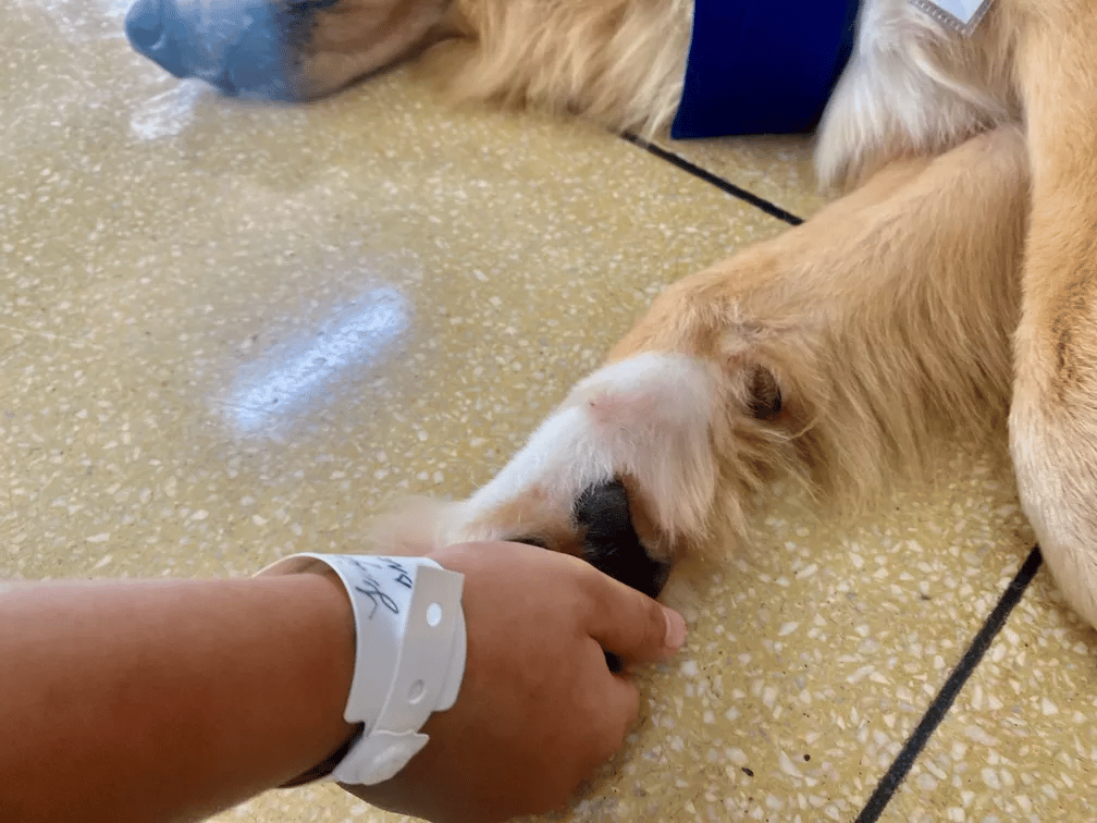 Patinha de cachorro com mão de paciente