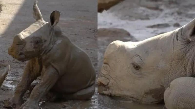 Ameaçado de extinção, filhote do rinoceronte de Sumatra nasce na Indonésia