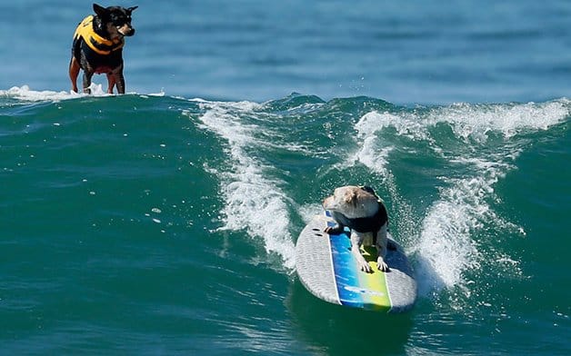 surfe cachorros esportistas