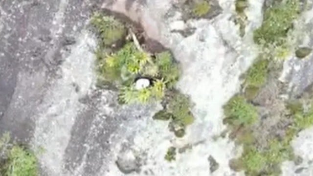 Fuga de cachorro resulta em pet em encosta no alto do Dois Irmãos